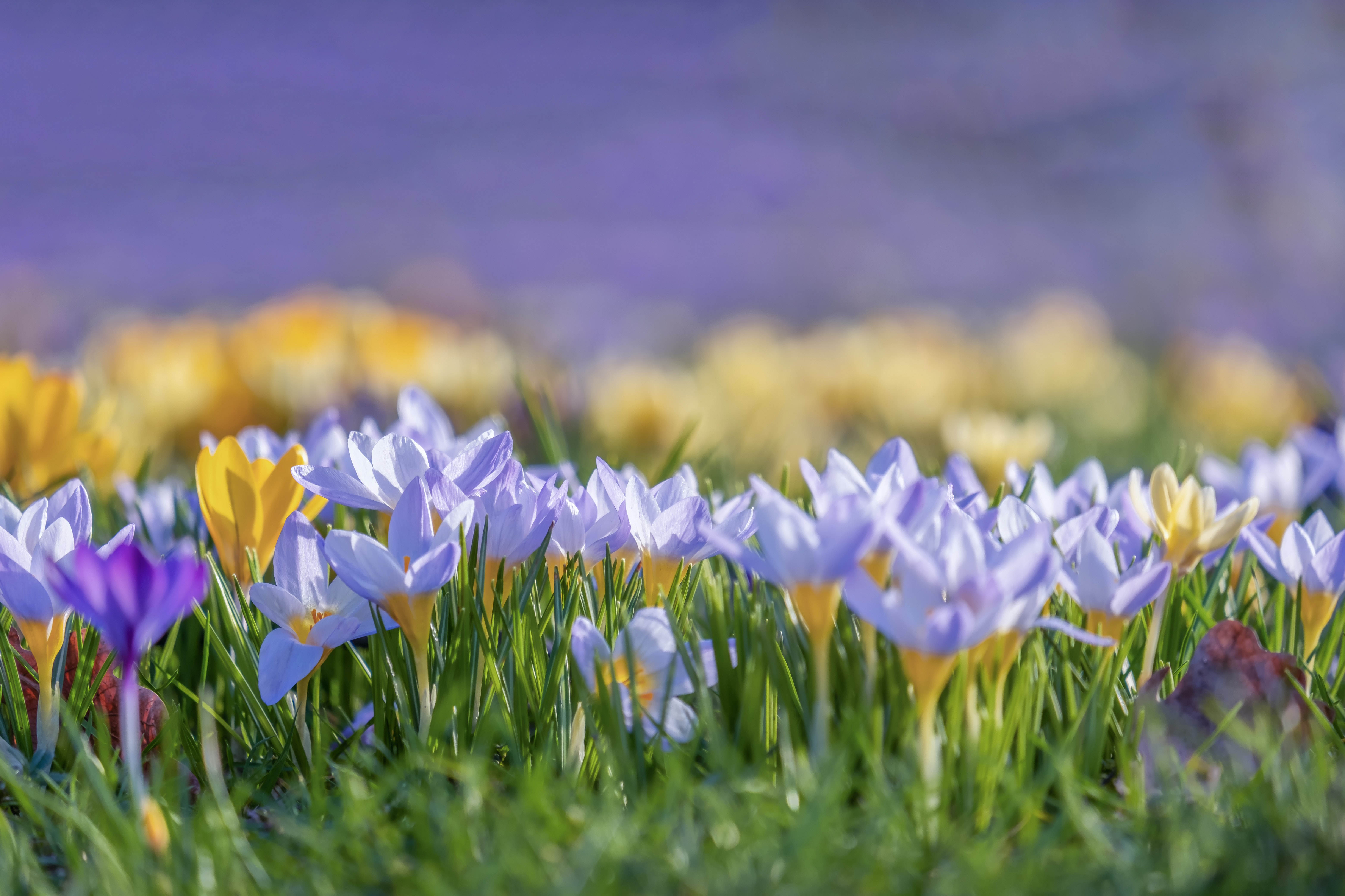 photo of spring crocus