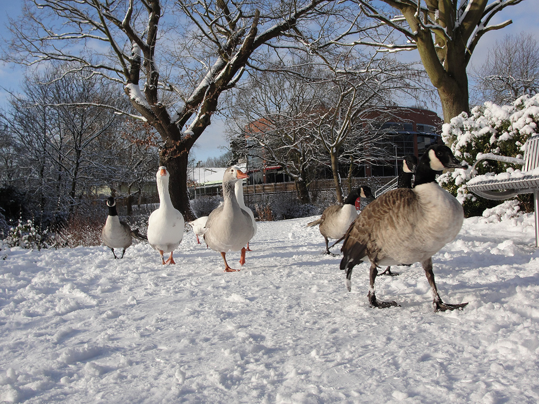 geese at Tudor Grange park