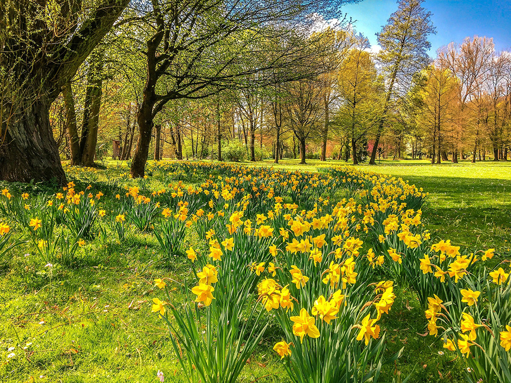 image of daffodils in a park