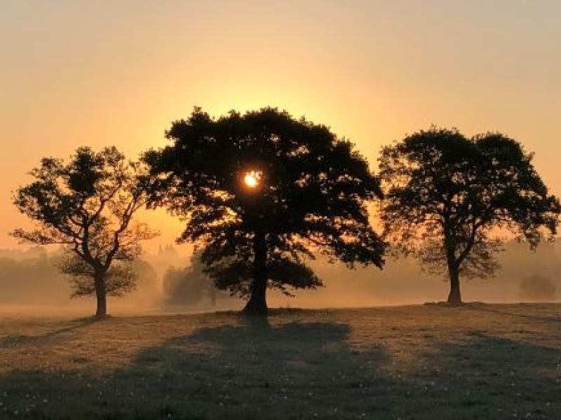 Image of trees in park at sunrise